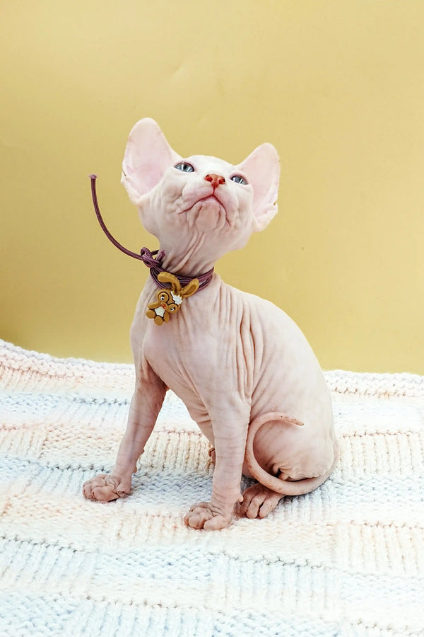 Hairless Sphynx kitten with a jingly collar sitting on a cool textured surface