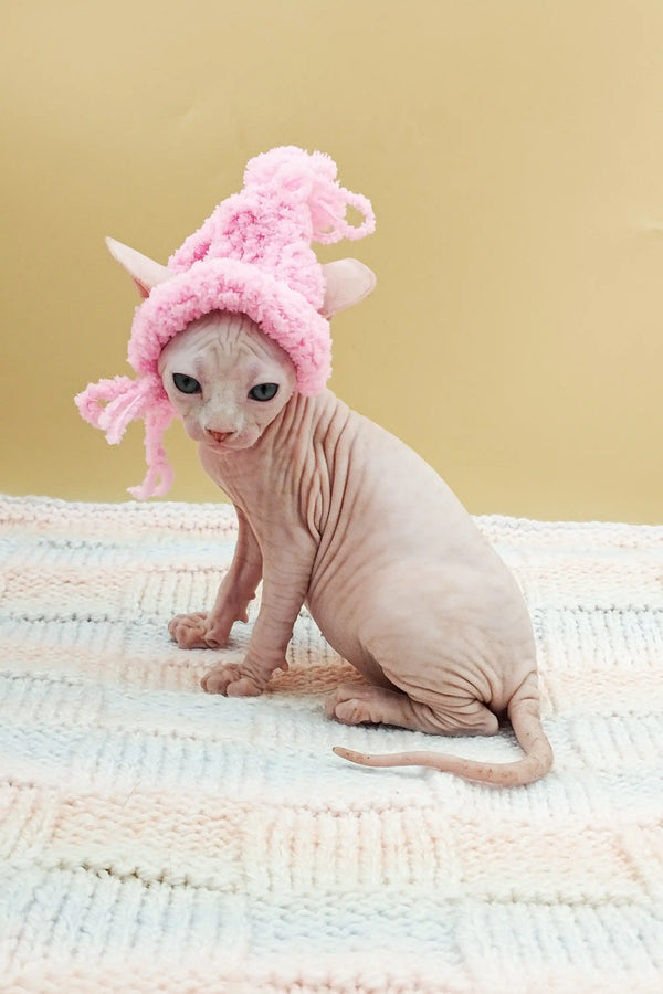 Sphynx kitten Katrin rocking a cute pink knitted hat, perfect for cozy cuddles