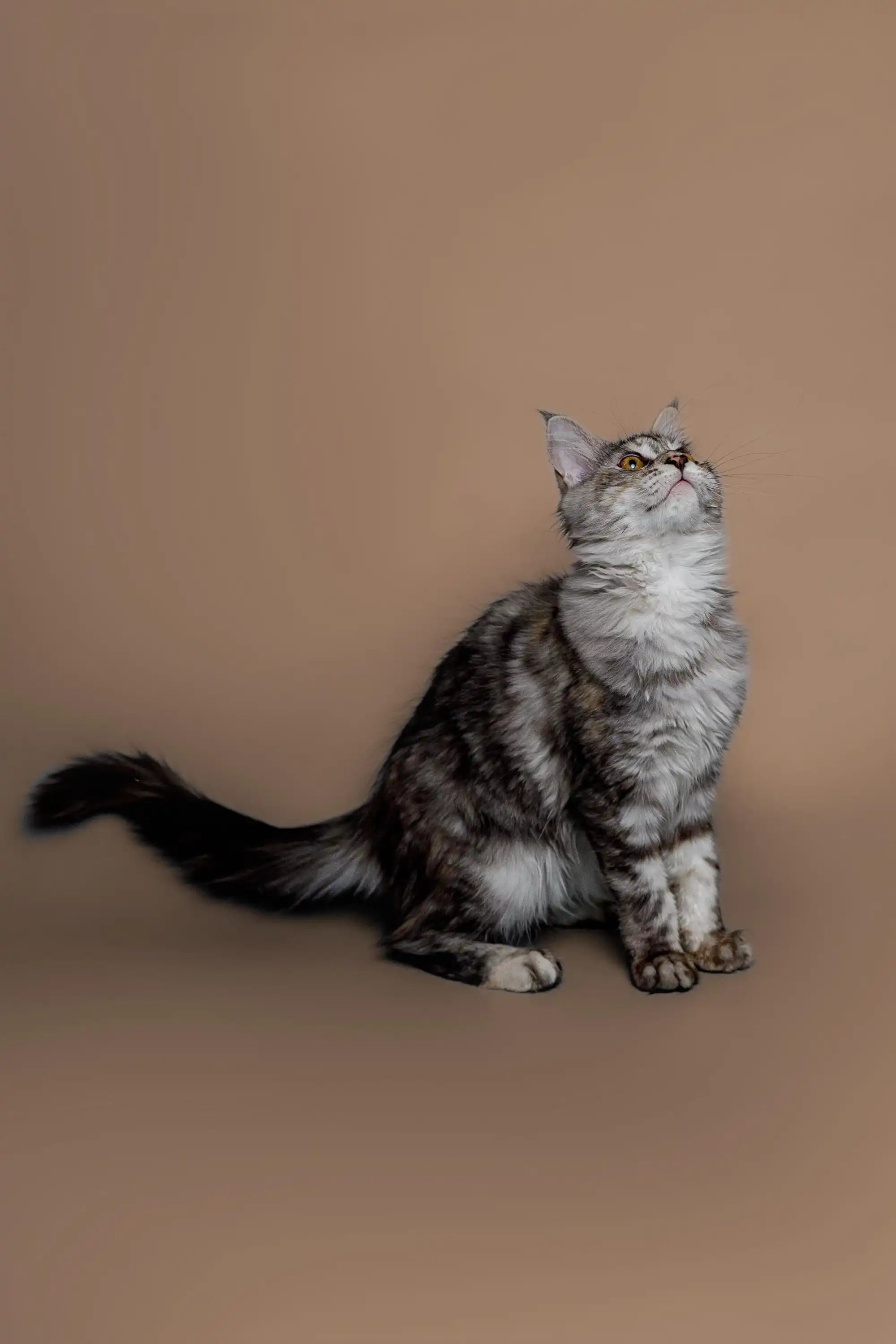 AVADA - Best Sellers Katsu | Maine Coon Kitten