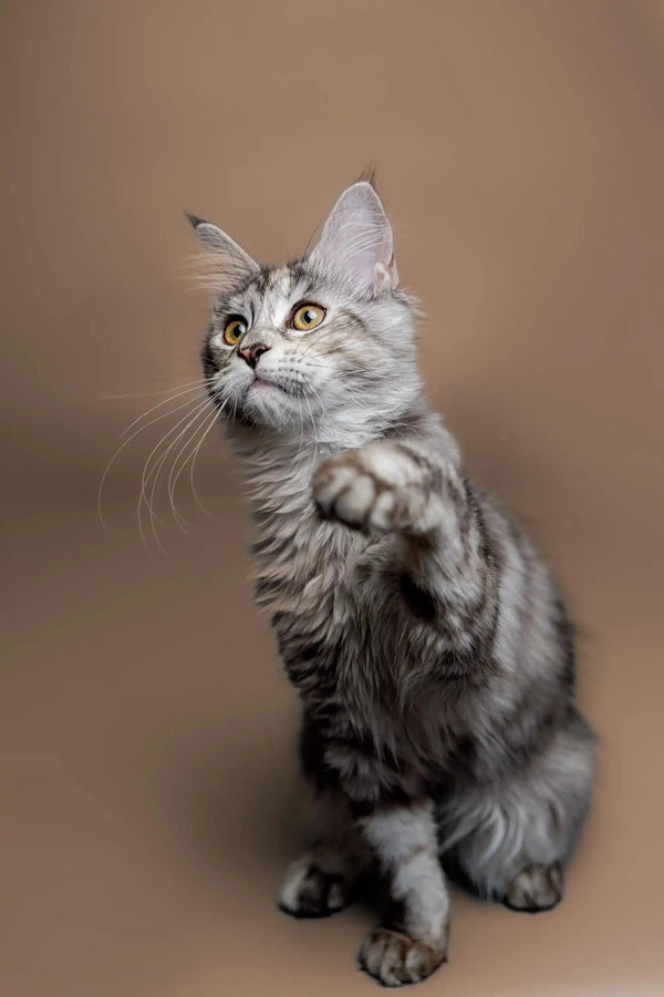 Gray tabby Maine Coon kitten with big ears reaching out with a paw