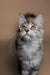 Gray and white Maine Coon kitten with bright yellow eyes, Katsu the adorable coon kitten