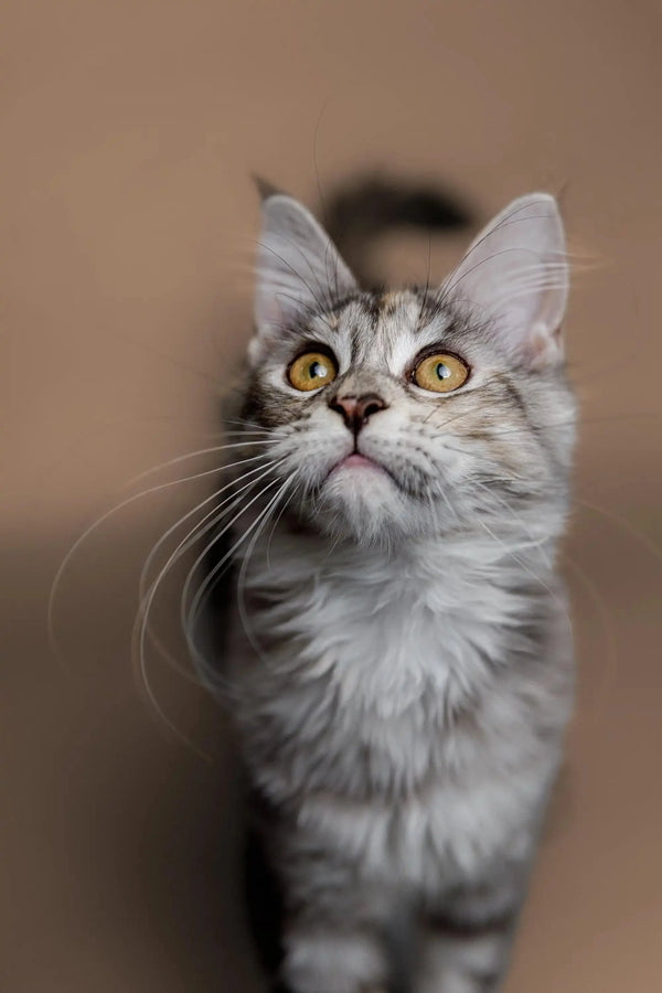 Gray and white Maine Coon kitten with bright yellow eyes, Katsu the adorable coon kitten