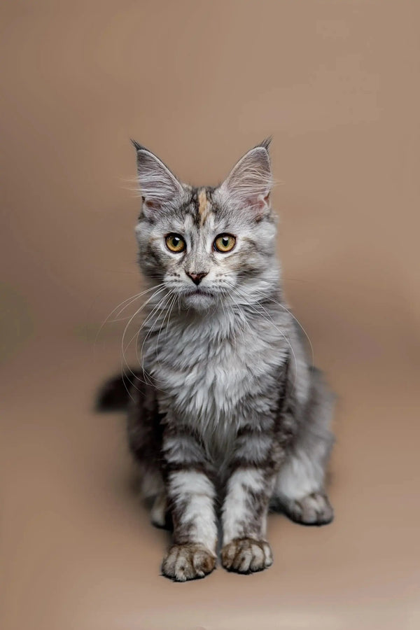 Gray and white Maine Coon kitten with big ears and fluffy fur ready for cuddles