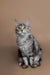 Gray and white Maine Coon kitten Katsu with big ears and alert eyes looking playful