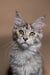 Gray and white tabby Maine Coon kitten with big ears and bright yellow eyes