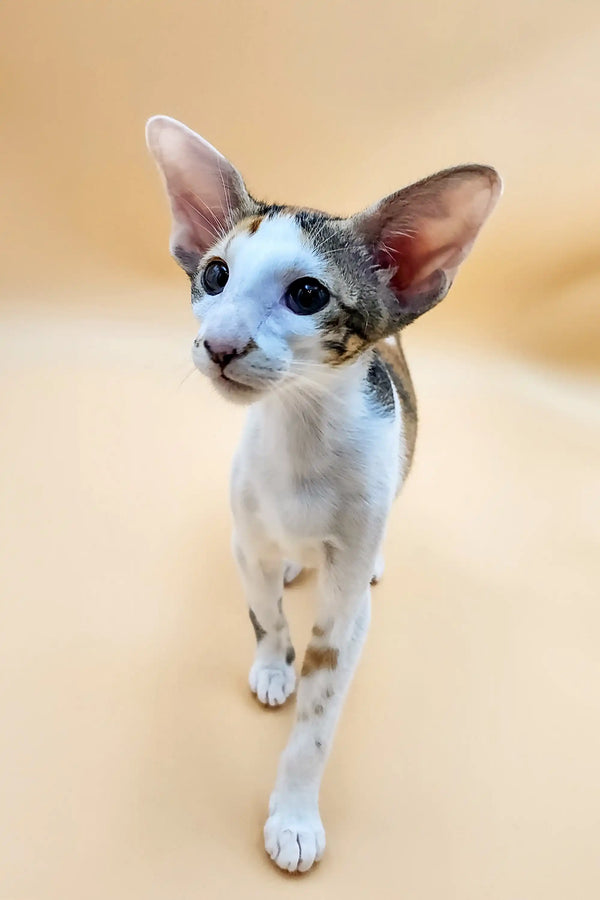 Cute Oriental Shorthair kitten with big ears and spotted coat from Kayla collection