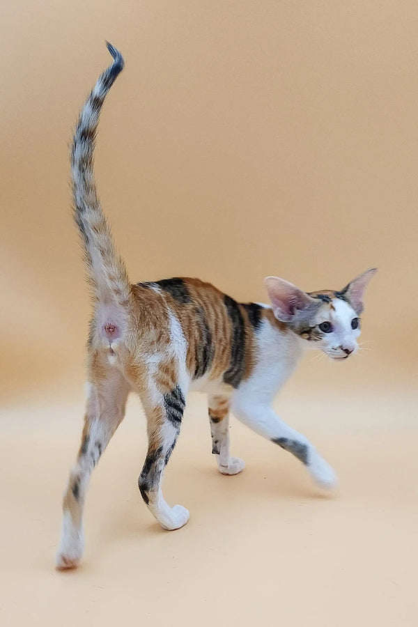 Slender Oriental Kitten with large ears and a long curved tail, perfect for cuddles