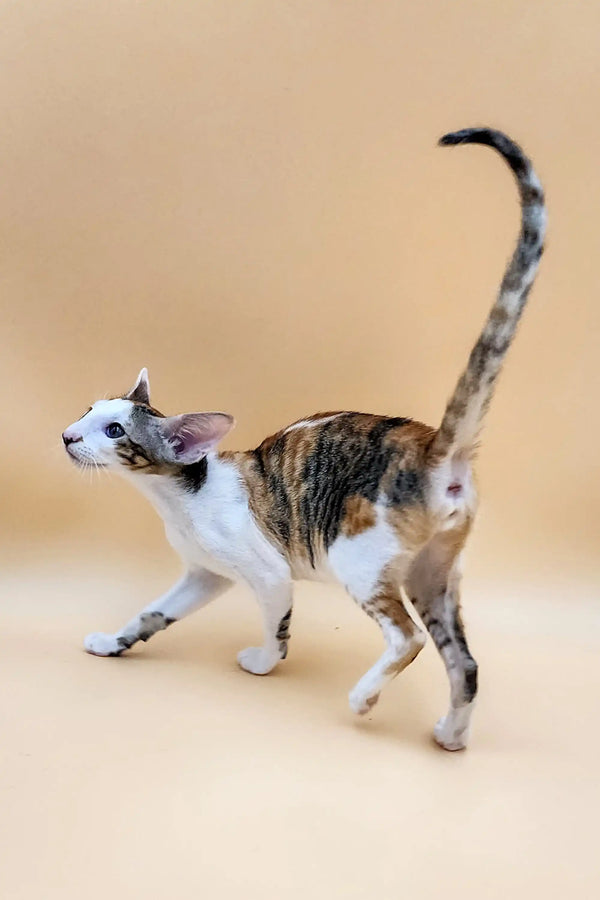 Calico cat walking with long tail, showcasing the charm of an Oriental Kitten