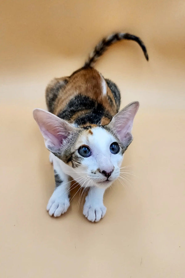 Calico Oriental Kitten Kayla with big ears and wide eyes staring at the camera