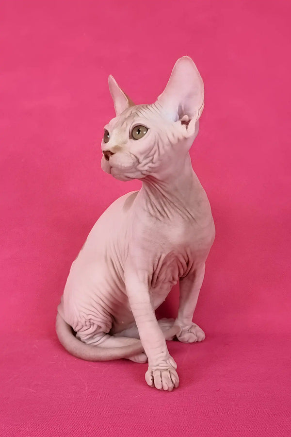 Kazimir | canadian sphynx kitten