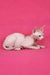 Kazimir | canadian sphynx kitten