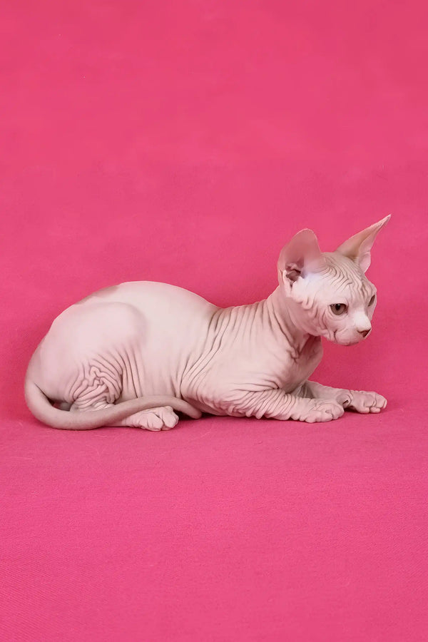Kazimir | canadian sphynx kitten