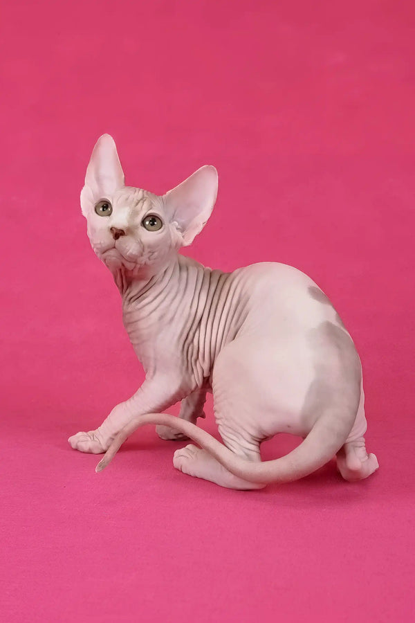 Kazimir | canadian sphynx kitten