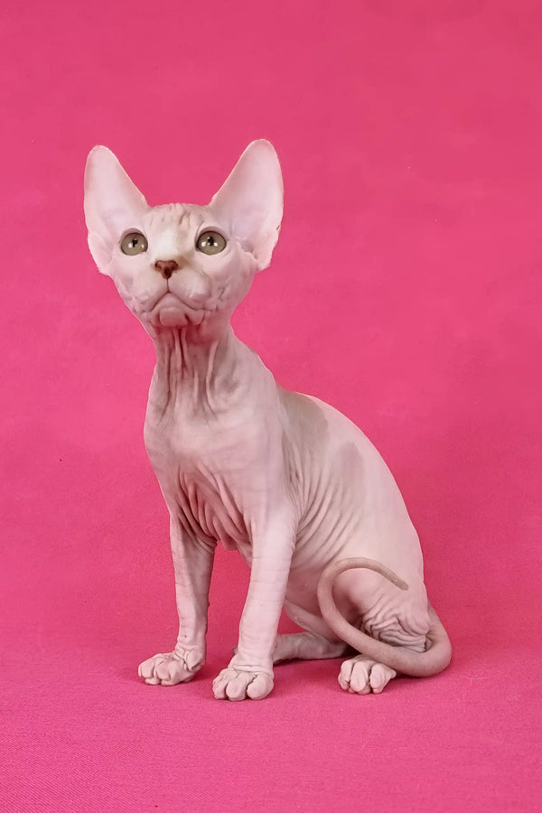 Kazimir | canadian sphynx kitten
