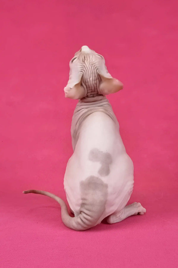 Kazimir | canadian sphynx kitten