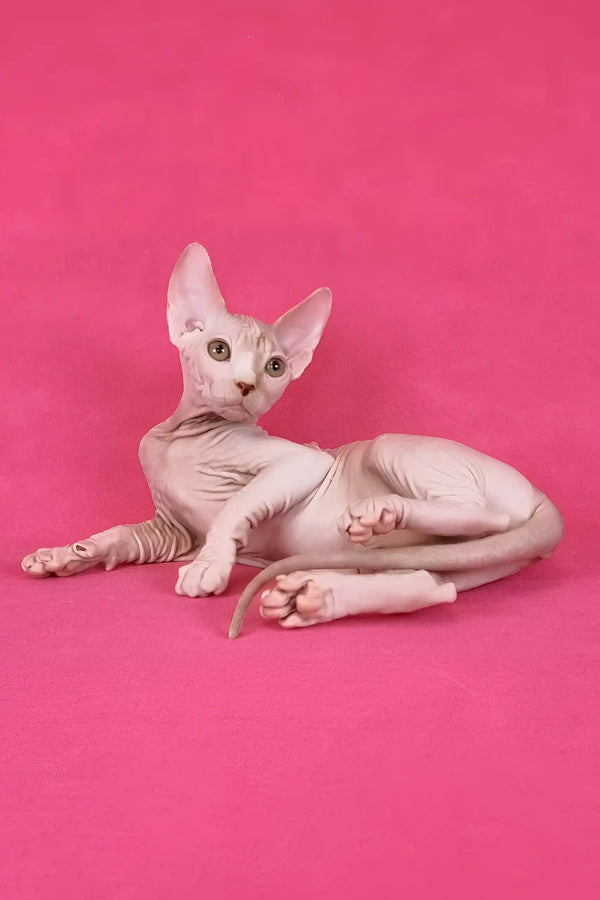 Kazimir | canadian sphynx kitten
