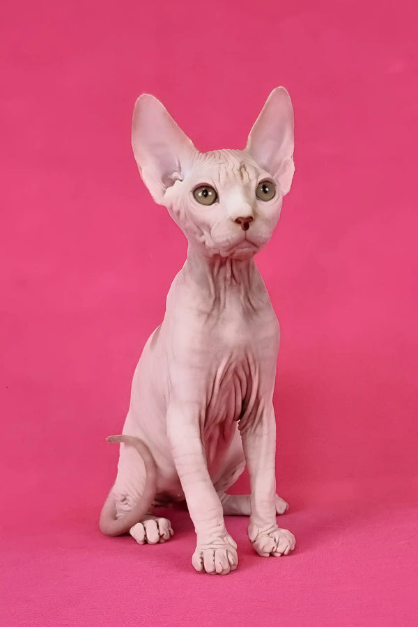 Kazimir | canadian sphynx kitten