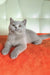 Keks | british shorthair kitten