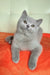 Keks | british shorthair kitten