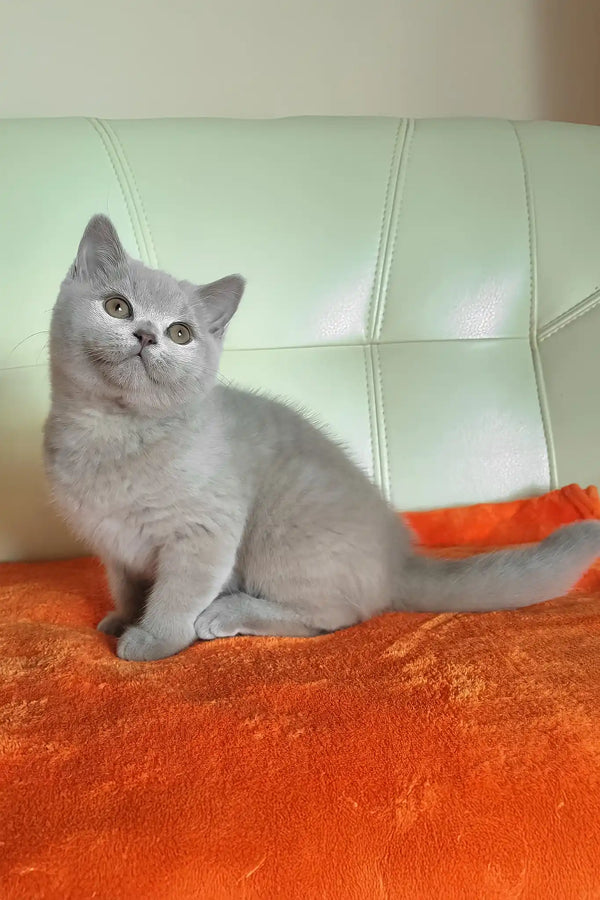 Keks | british shorthair kitten