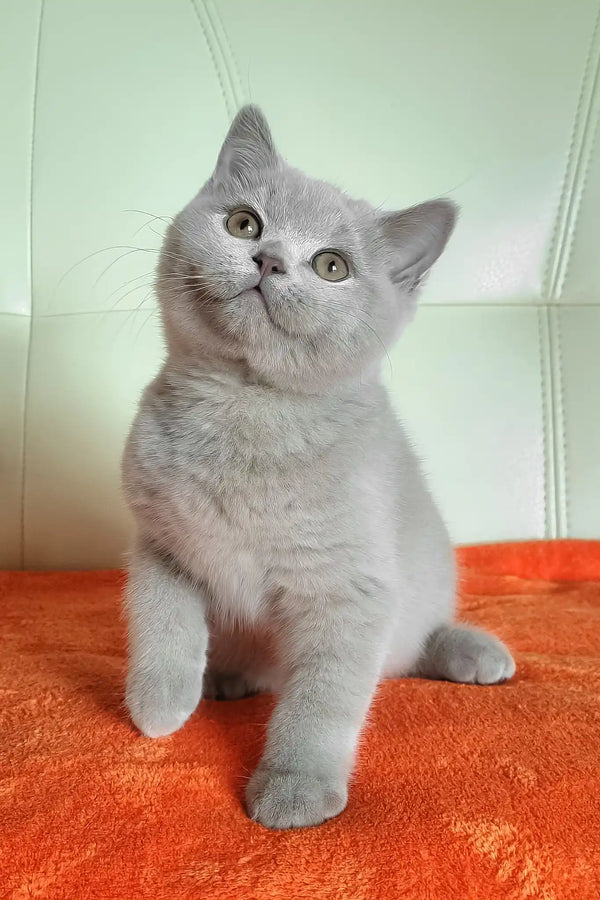 Keks | british shorthair kitten