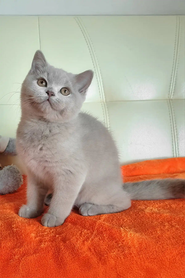 Keks | british shorthair kitten