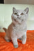 Keks | british shorthair kitten