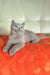Keks | british shorthair kitten