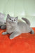 Keks | british shorthair kitten