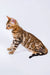 Bengal kitten in profile with stunning striped and spotted coat, perfect for cat lovers