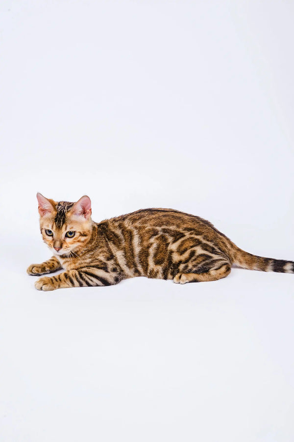 Bengal kitten Kelly lying on side showing gorgeous spotted and striped fur pattern