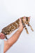 Adorable Bengal kitten being gently held up by human hands in Kelly’s collection