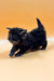 Black fluffy Maine Coon kitten playing adorably in a cute stance