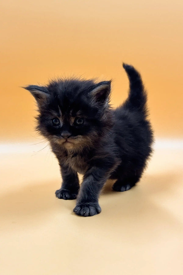 Fluffy black Maine Coon kitten standing proudly with its tail up, ready to play