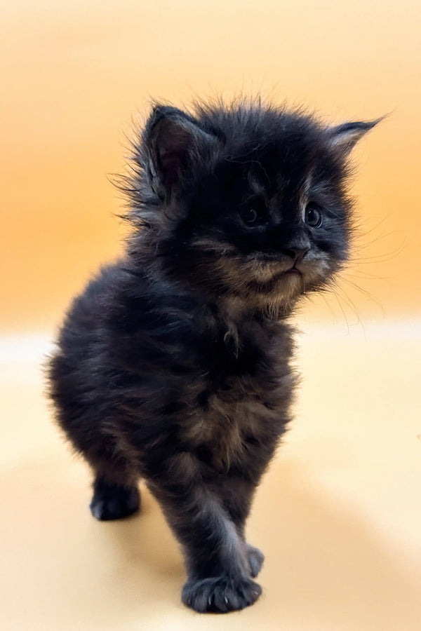Fluffy black Maine Coon kitten with big eyes standing on its cute paws