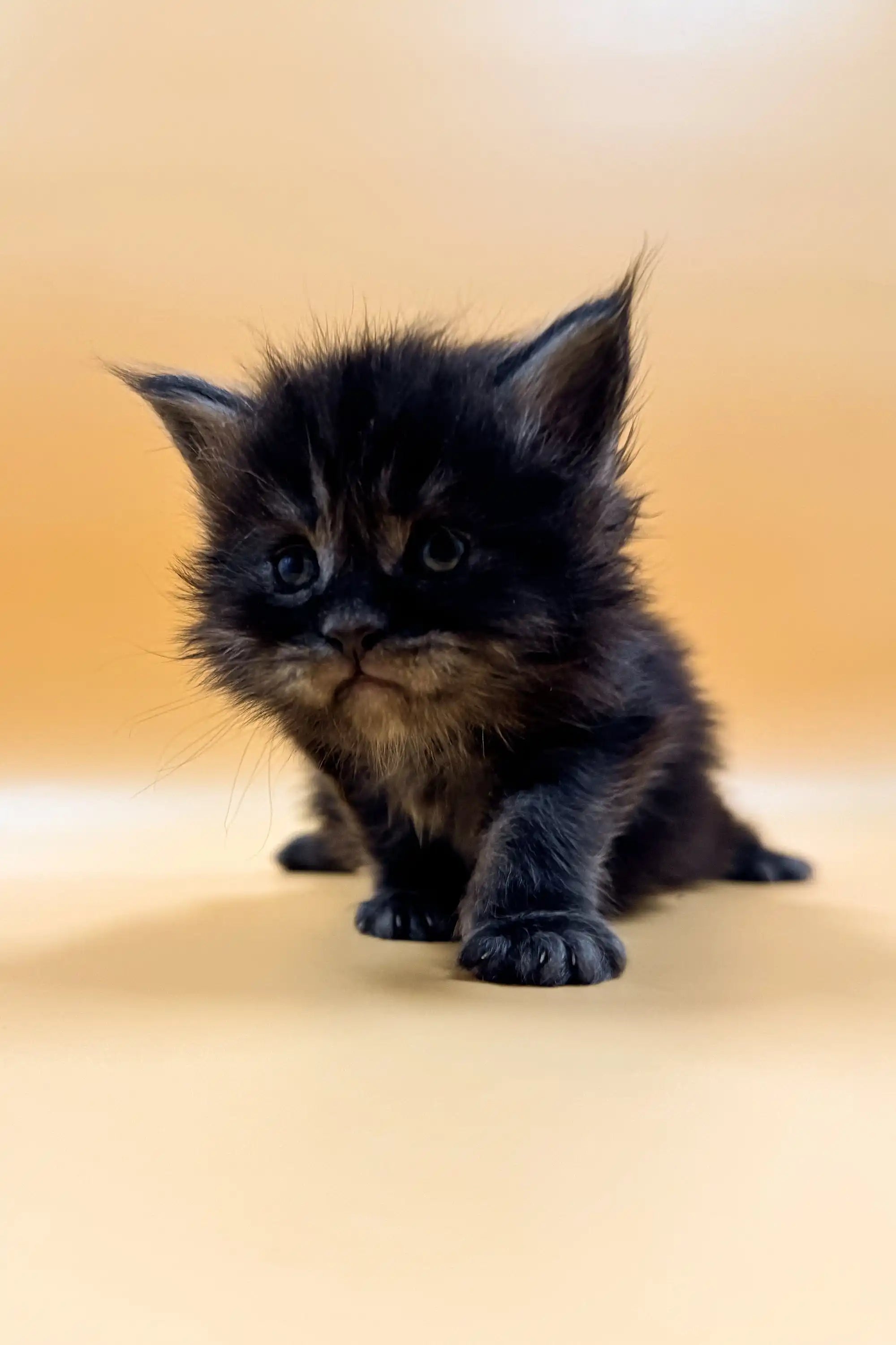 Maine Coon Kittens for Sale Kelly | Kitten