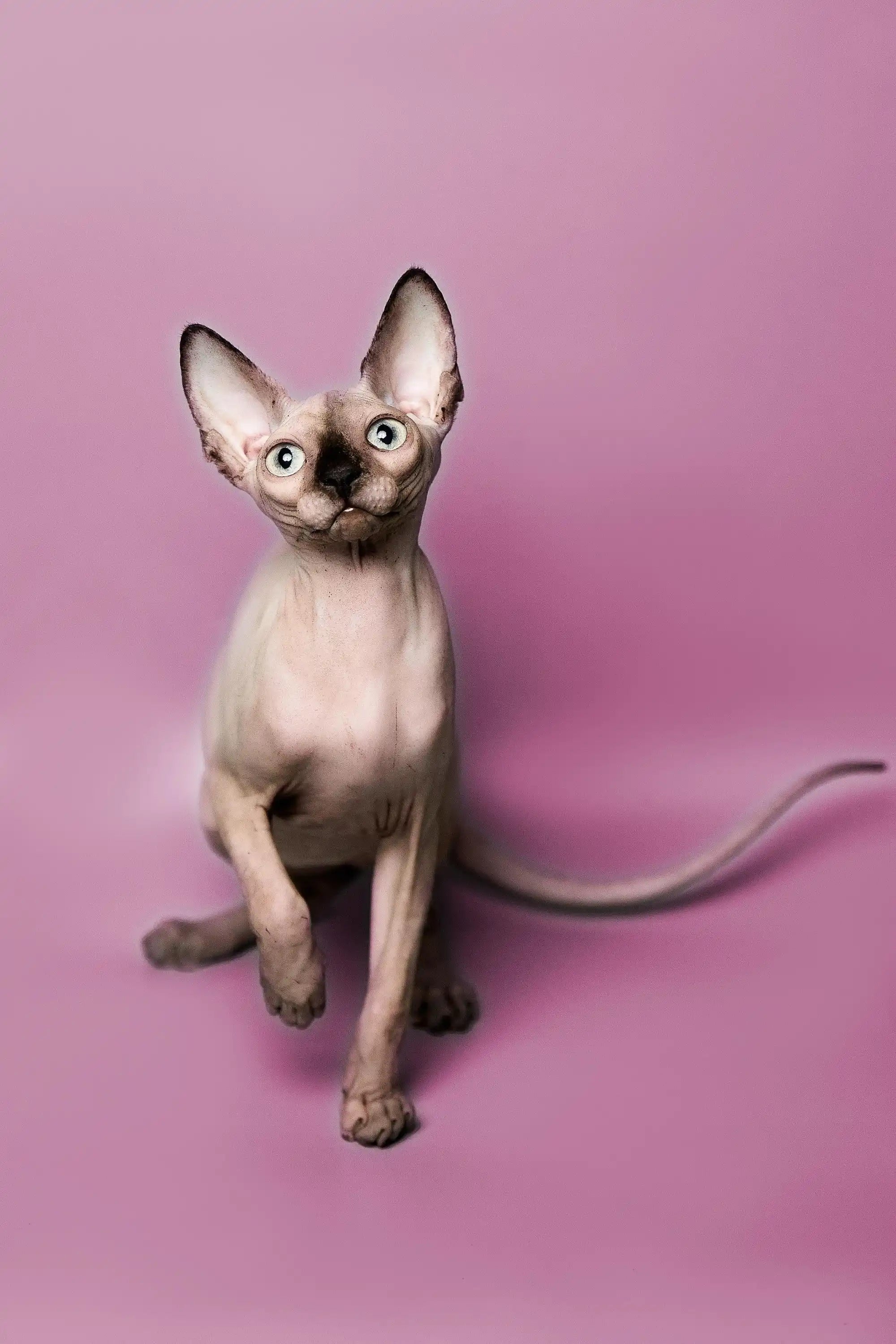 Hairless Sphynx Cats & Kittens for Sale Kelly | Kitten