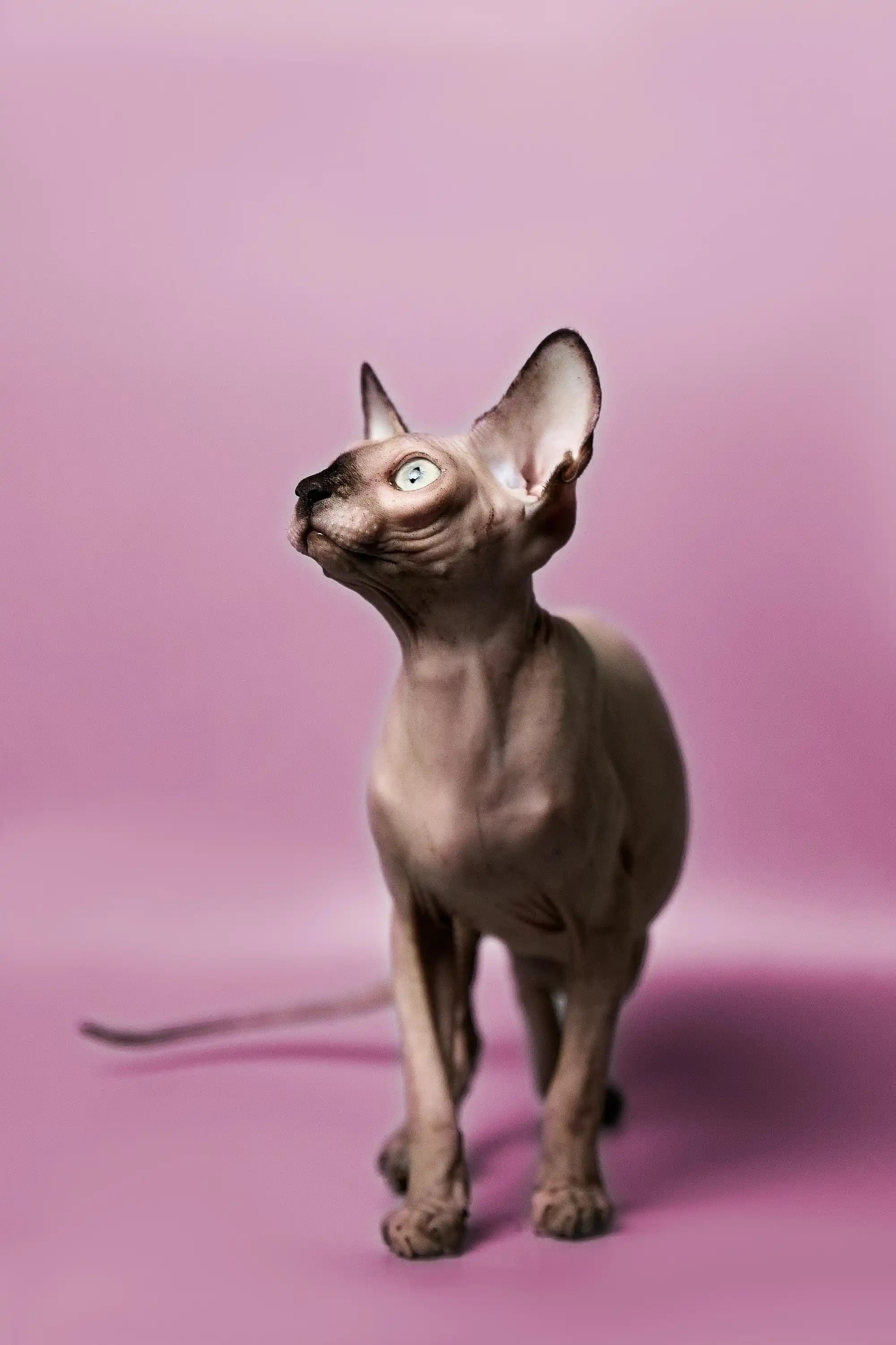 Hairless Sphynx Cats & Kittens for Sale Kelly | Kitten