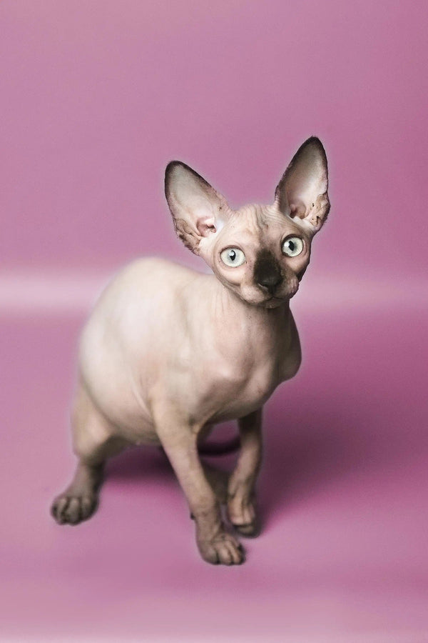 Hairless Sphynx Cats & Kittens for Sale Kelly | Kitten