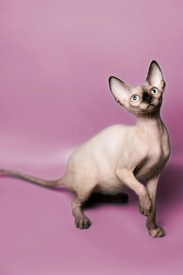 Adorable Hairless Sphynx kitten with big ears and unique wrinkled skin
