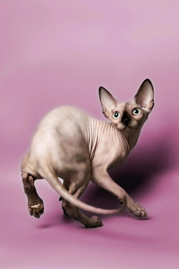 Cute Hairless Sphynx kitten named Kelly with big ears and unique wrinkled skin