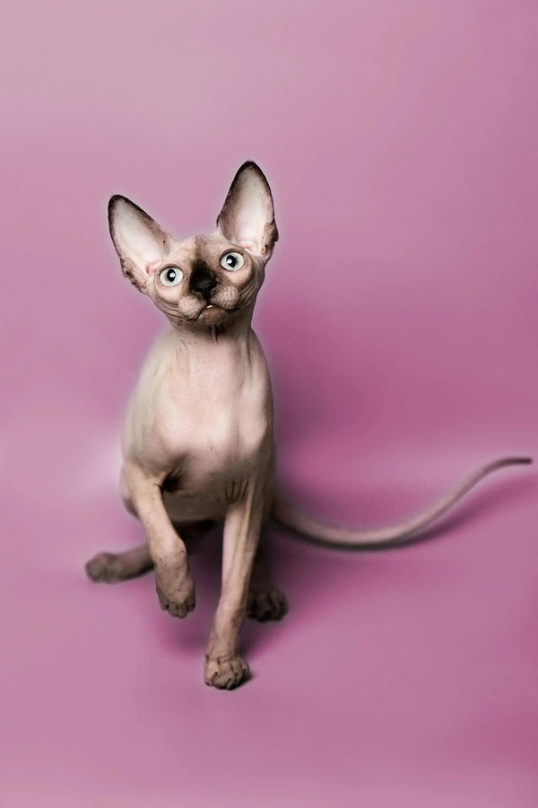 Adorable Hairless Sphynx kitten with big ears sitting upright as Kelly
