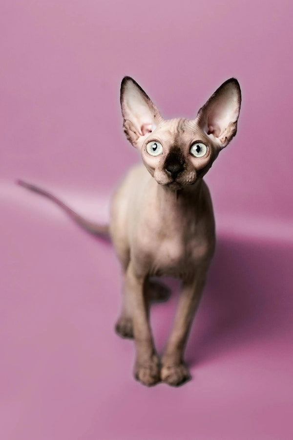 Cute Hairless Sphynx kitten with big ears and bold eyes, named Kelly