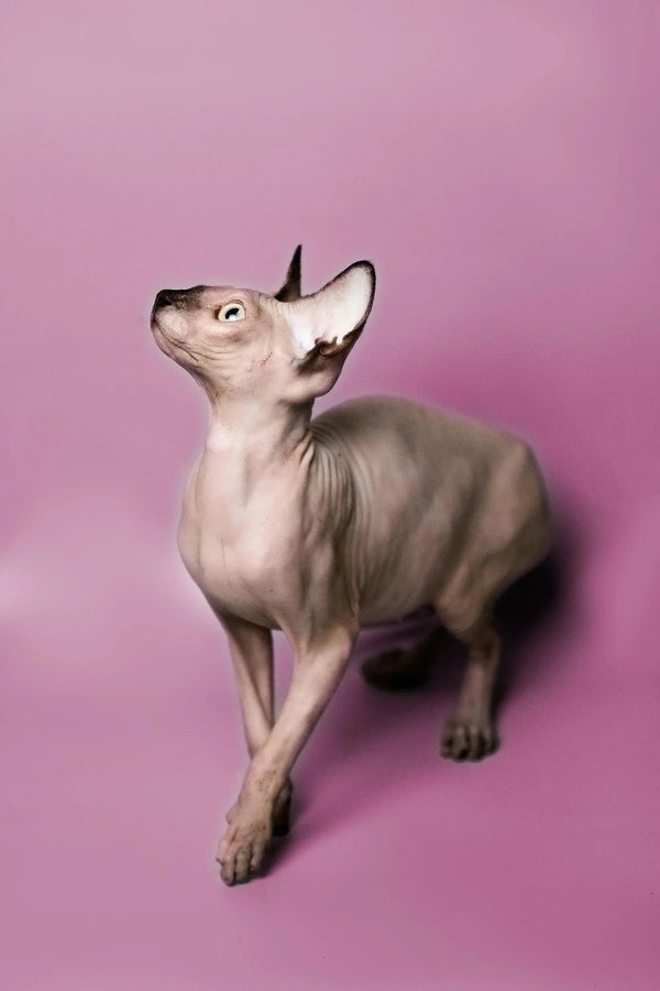 Adorable Hairless Sphynx kitten named Kelly standing on a cute pink surface