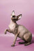 Alert Hairless Sphynx kitten with perked ears, showcasing playful personality