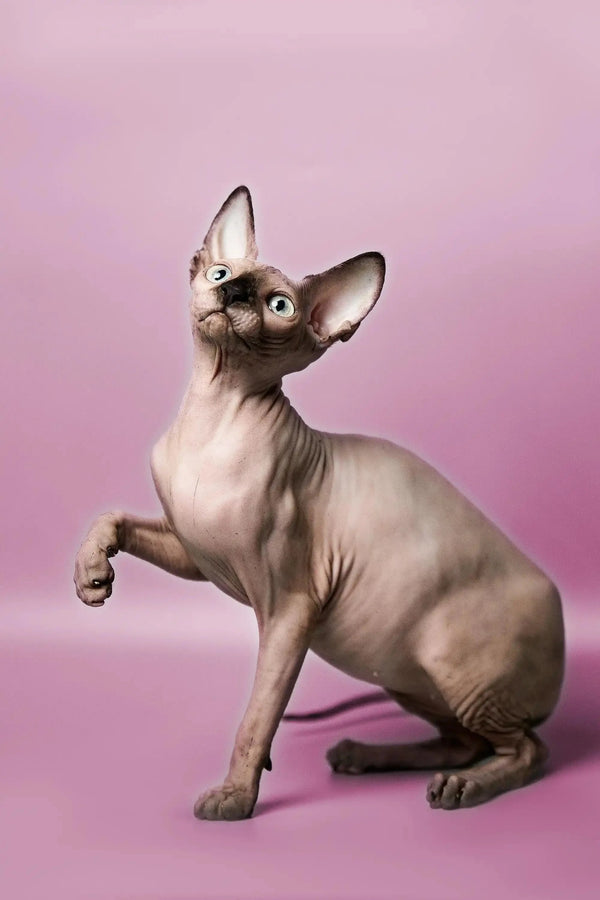 Alert Hairless Sphynx kitten with perked ears, showcasing playful personality