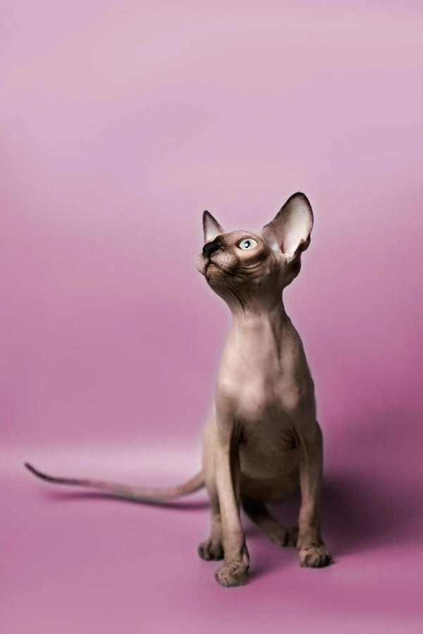 Hairless Sphynx kitten sitting upright with an alert expression, perfect for Kelly