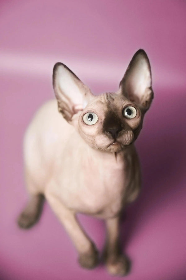 Adorable Hairless Sphynx kitten with big ears and bright eyes, perfect for cuddles