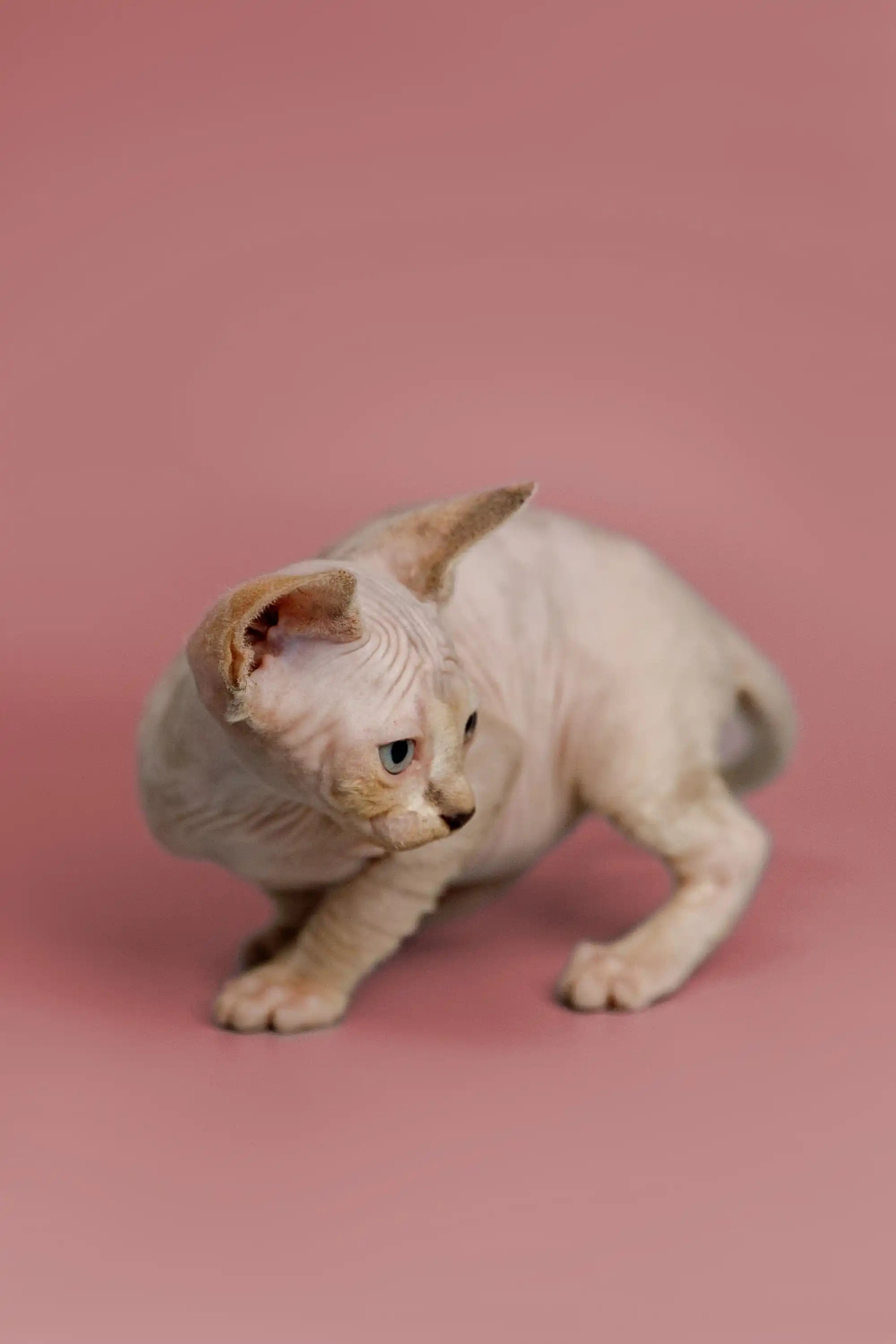 Hairless Sphynx Cats & Kittens for Sale Kelsey | Kitten