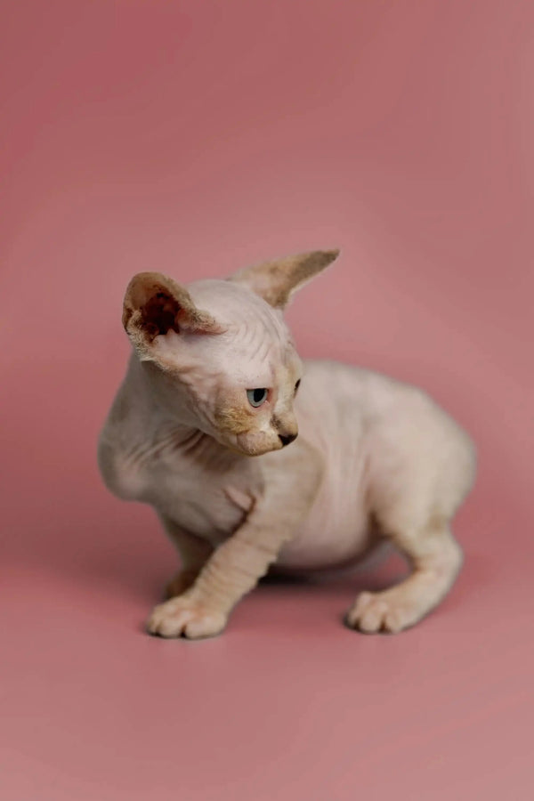 Adorable Sphynx kitten Kelsey with pointed ears, a great companion with a friendly nature